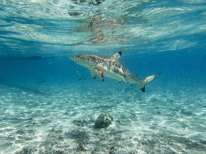 requins pointes noires bora bora