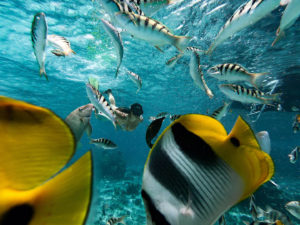 jardin corail bora bora