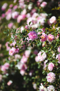 Grasse rose