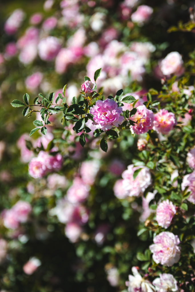Grasse rose