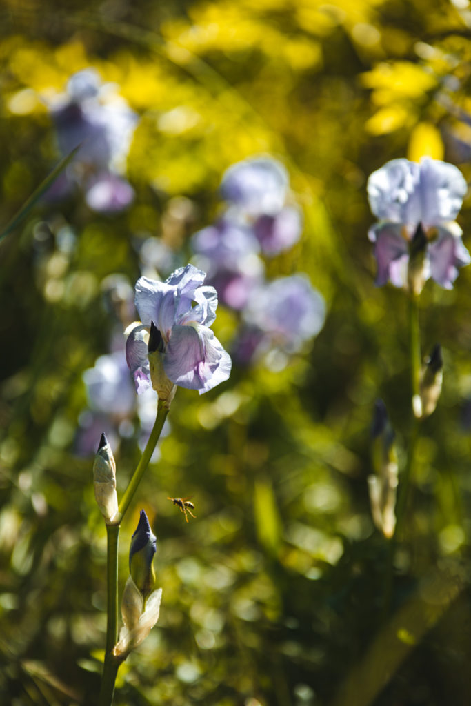 jardins MIP Grasse