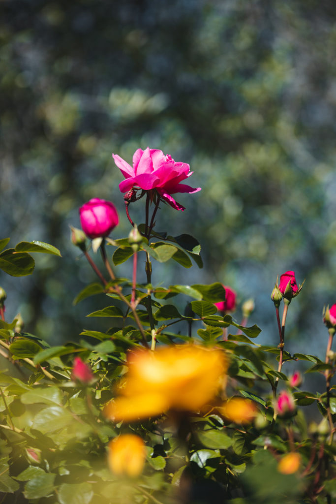 jardins MIP Grasse