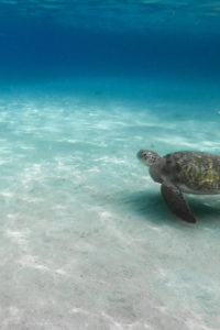 anse dufour martinique tortue