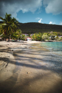 anse dufour martinique tortue