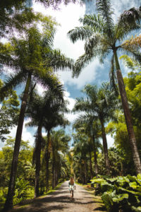 HSE Martinique