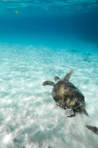 anse dufour martinique tortue