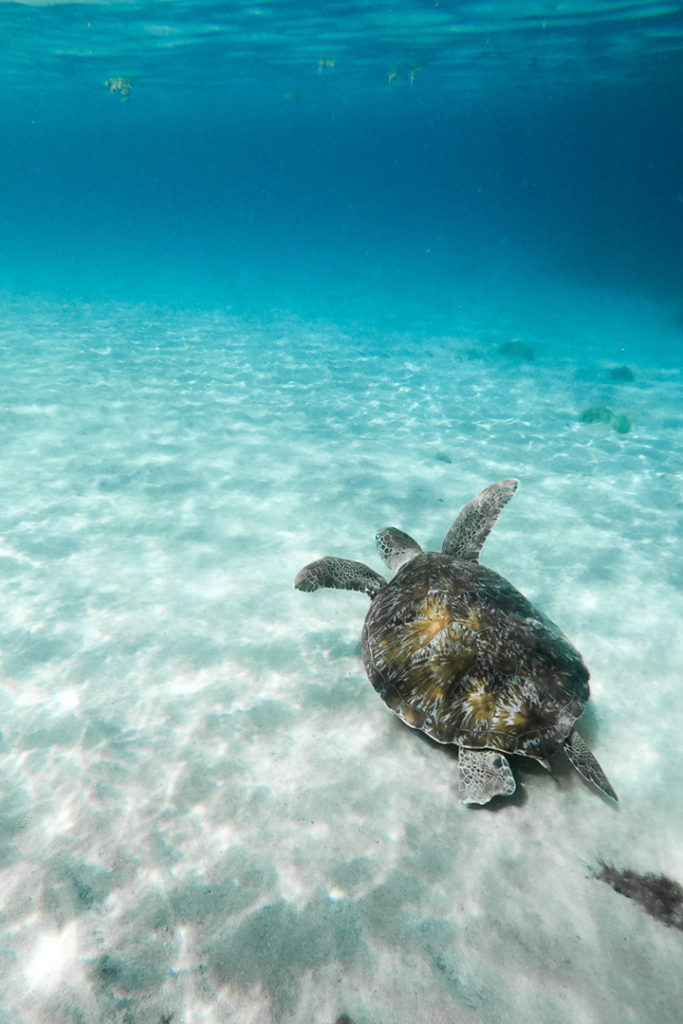 anse dufour martinique tortue