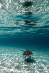 anse dufour martinique tortue