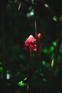 coeur bouliki martinique