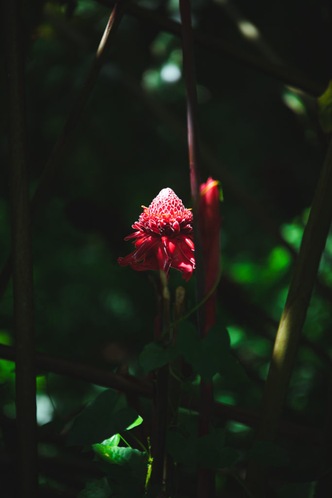 coeur bouliki martinique