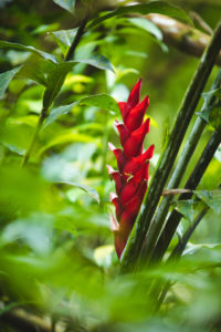 coeur bouliki martinique
