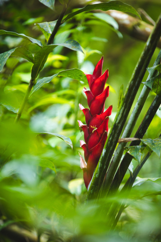 coeur bouliki martinique