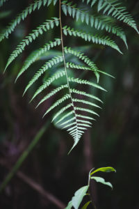 coeur bouliki martinique