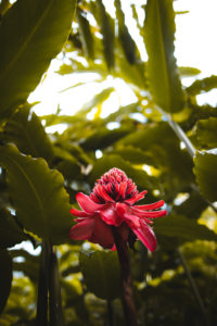jardin balata martinique
