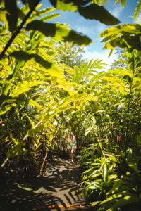 jardin balata martinique