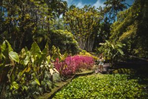 jardin balata martinique
