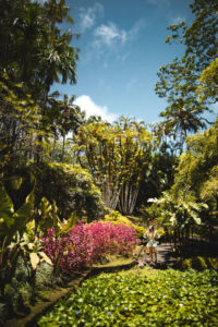 jardin balata martinique