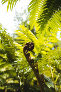 jardin balata martinique