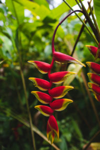 jardin balata martinique