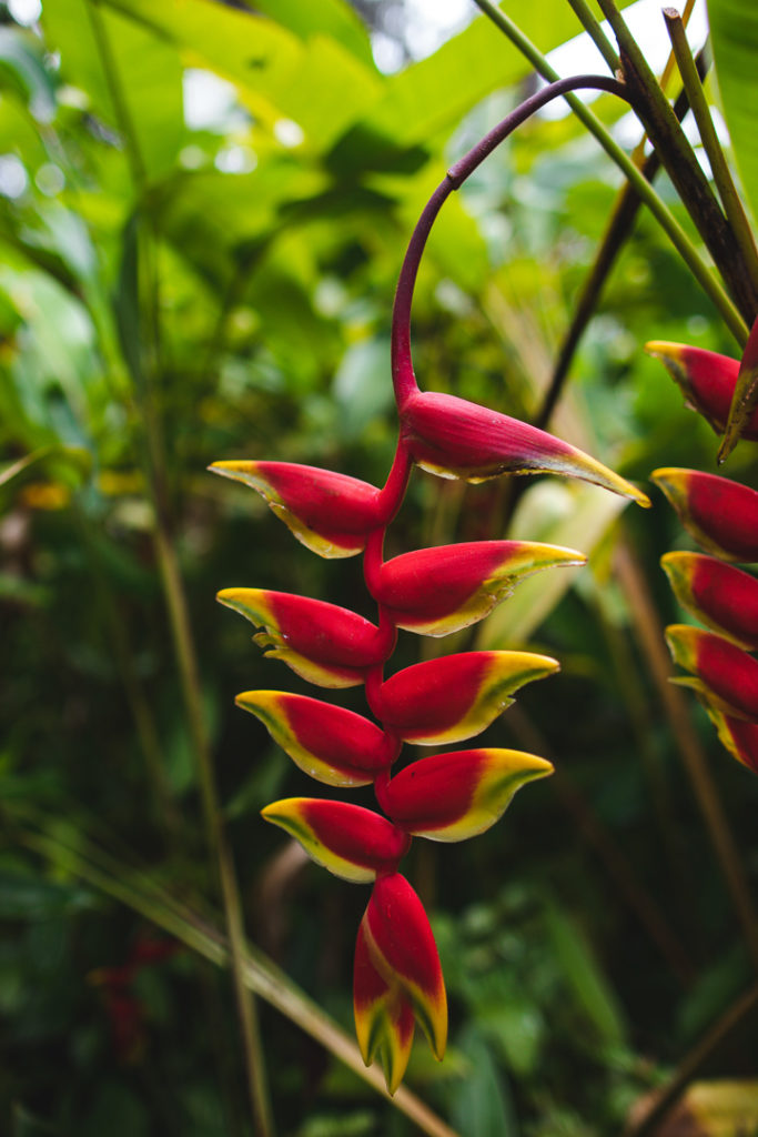 jardin balata martinique