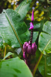 jardin balata martinique