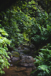 cascade du gendarme martinique