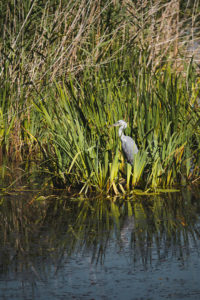 observation oiseau lac du der