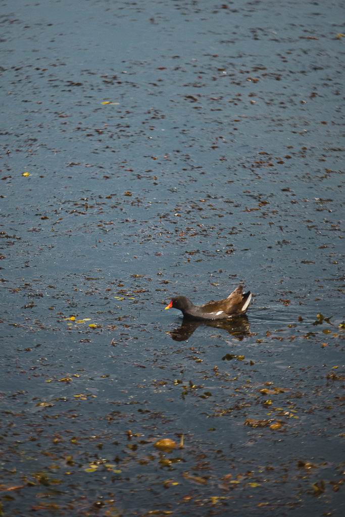 observation oiseau lac du der