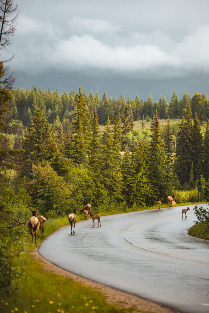 wapiti jasper