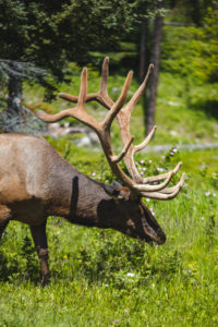 wapiti jasper