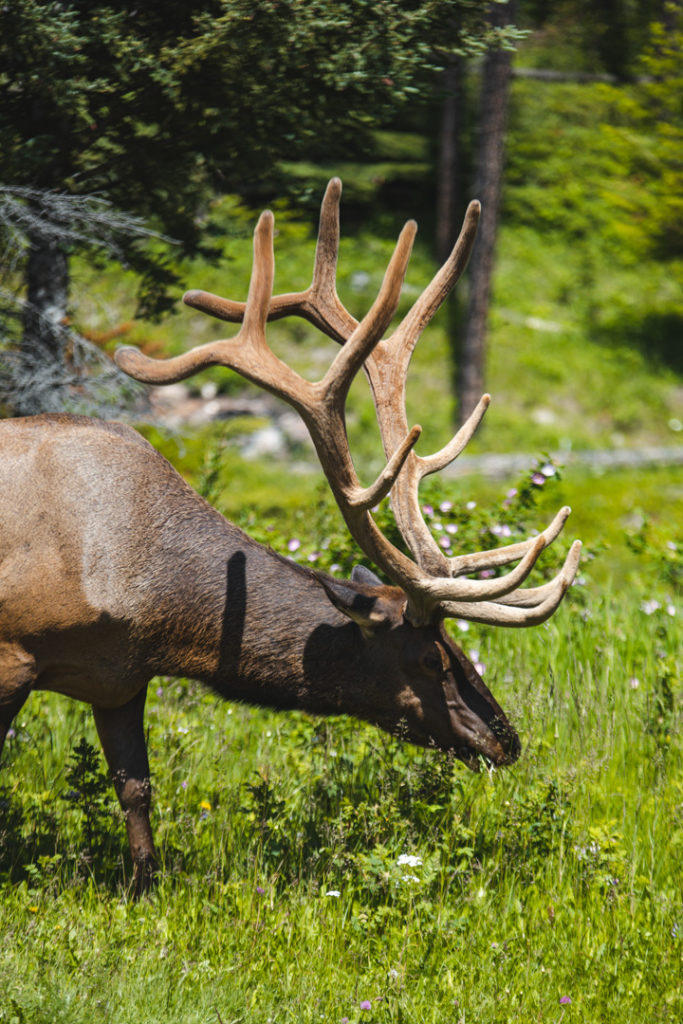 wapiti jasper