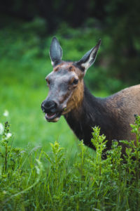 wapiti jasper