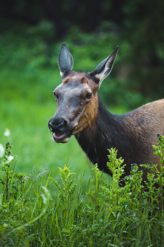 wapiti jasper