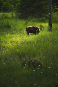 ours jasper