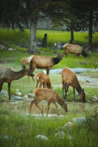 wapiti jasper