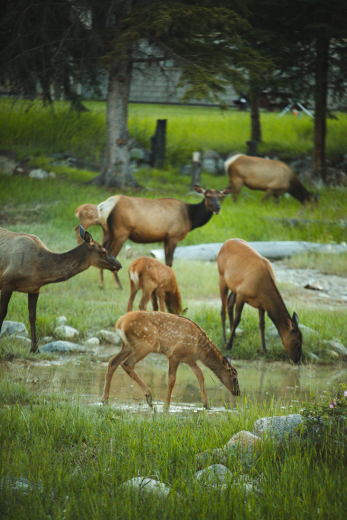 wapiti jasper