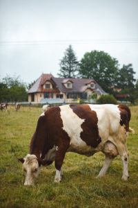 morbier Montbéliard