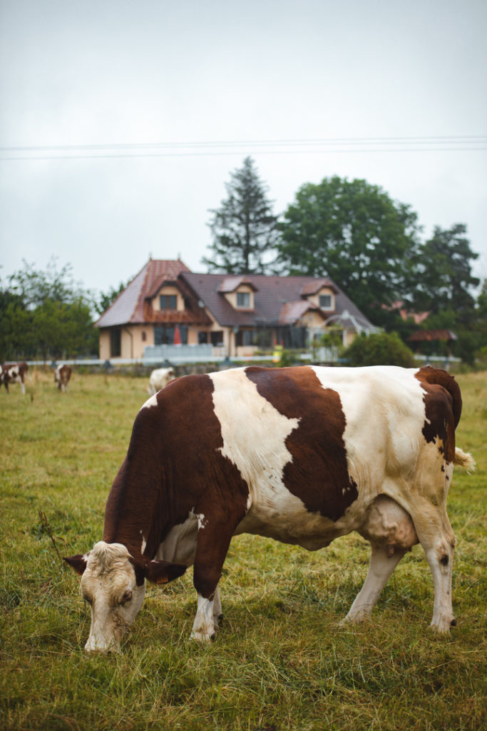 morbier Montbéliard