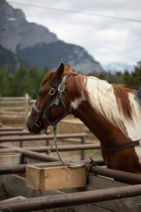 sortie cheval banff alberta