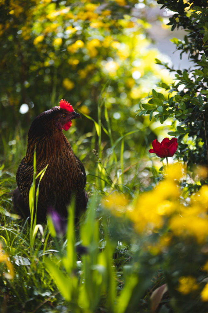 La sirène et le coq draguignan