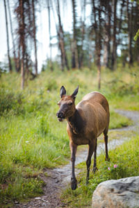 animaux jasper