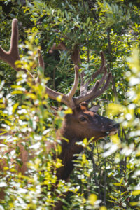 animaux jasper
