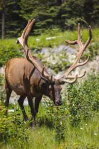 wapiti maligne canyon
