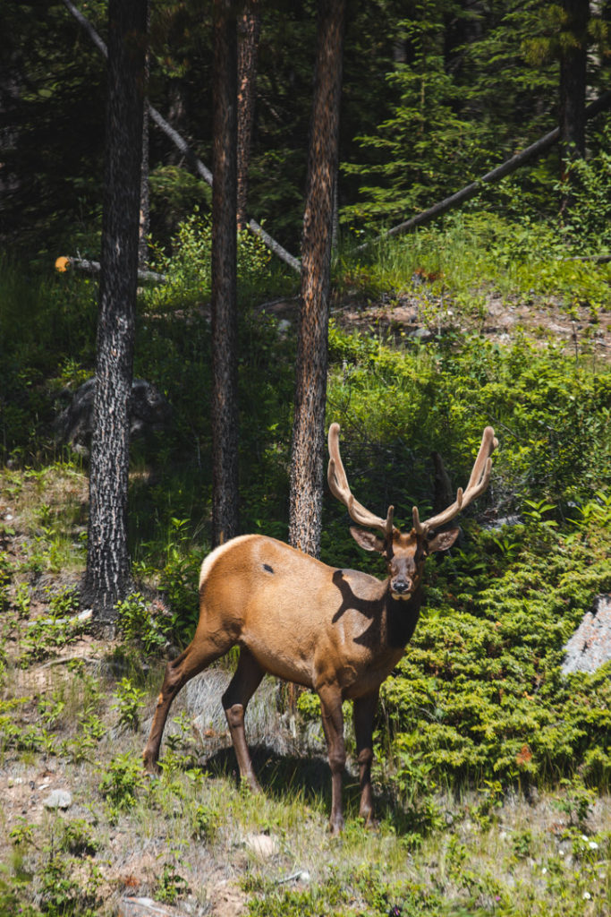 wapiti maligne canyon