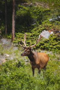 wapiti maligne canyon