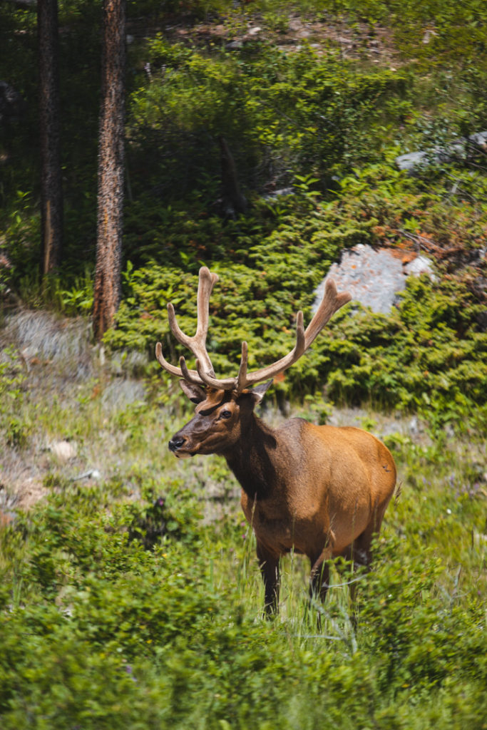 wapiti maligne canyon