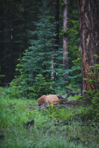 animaux jasper