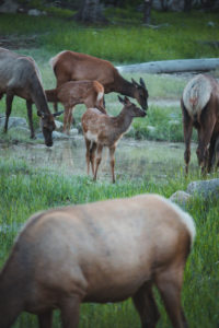 ours jasper