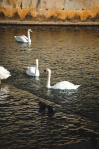 jardins de la fontaine nimes