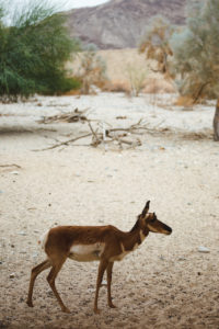 the living desert palm springs